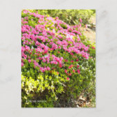 Kurume Azalea ポストカード (正面)