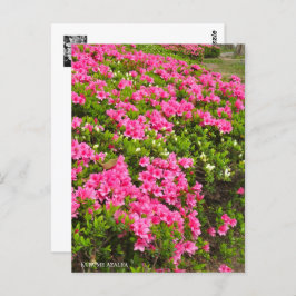 Kurume Azalea ポストカード