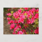 Kurume Azalea ポストカード (正面)