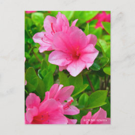 Kurume Azalea ポストカード