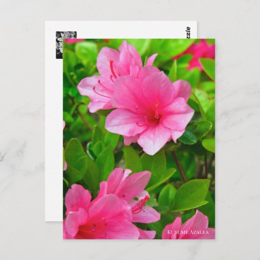 Kurume Azalea ポストカード (正面/裏面)