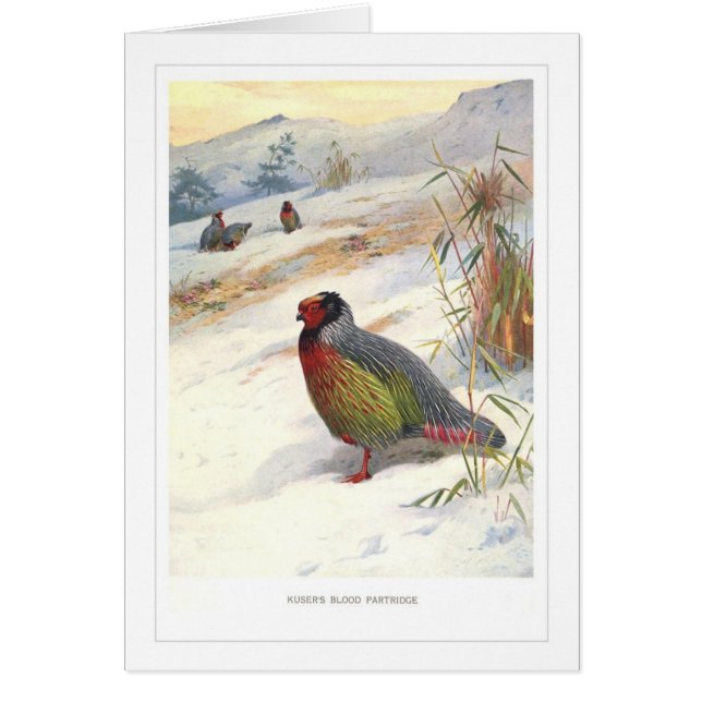 Kuserの血のヤマウズラ; (正面)