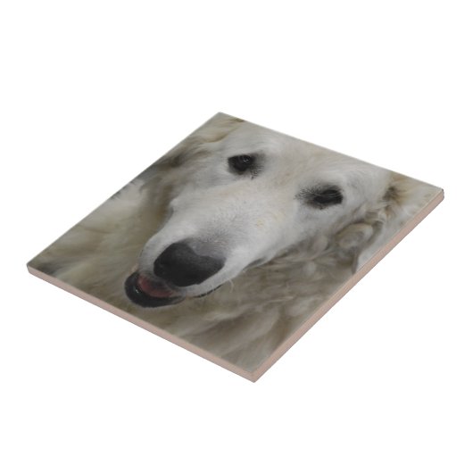 Kuvasz犬の品種タイル タイル (側面)