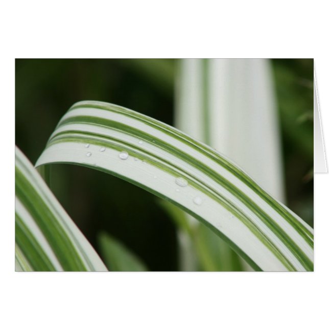 Kwanzoの雑色のワスレグサ (正面横)