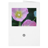 lピンクのHollyhockの花一緒に咲くこと (裏面)