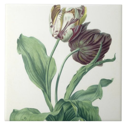 L刻まれる「オペラBotanica」からの庭のチューリップ、 タイル (正面)