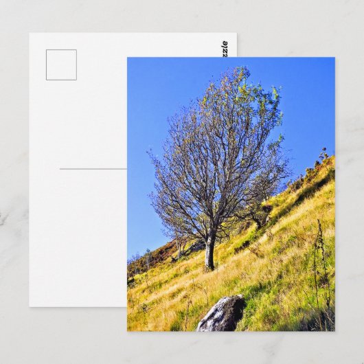 L0NEツリー ポストカード (正面/裏面)