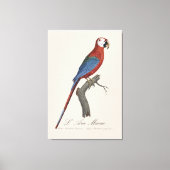 L' Ara Macao /赤と緑のマカオ キャンバスプリント (正面)