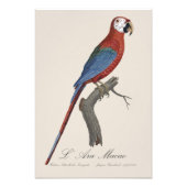 L' Ara Macao /赤と緑のマカオ フォトプリント (正面)