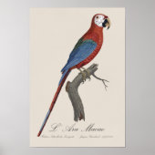 L' Ara Macao /赤と緑のマカオ ポスター (正面)