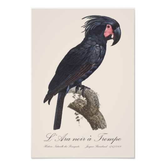 L' Ara Noir a Trompe フォトプリント (正面)