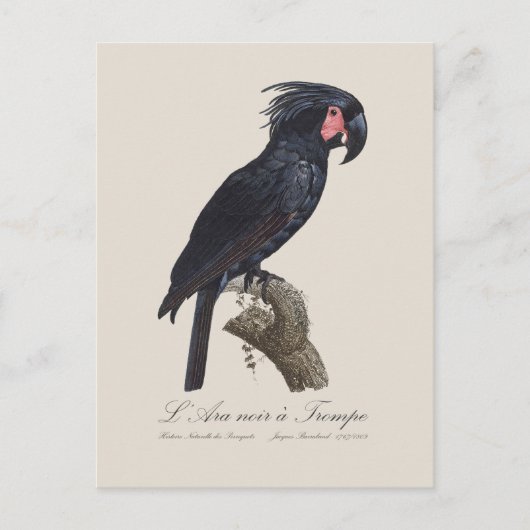 L' Ara Noir a Trompe ポストカード (正面)