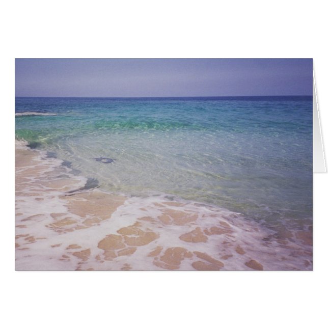 Laのa'LoaのビーチのHonu (正面横)