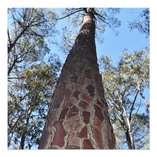 La Gerche Ponderosa Pine写真の拡大 フォトプリント (正面)