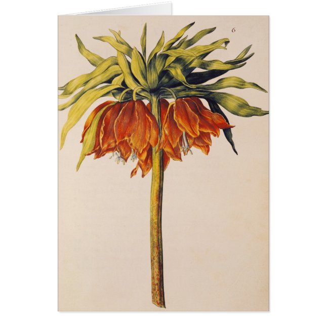 「La Guirlande de Julie'からのFritillaryを、戴冠させて下さい (正面)