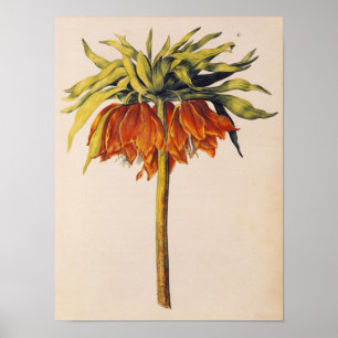 「La Guirlande de Julie'からのFritillaryを、戴冠させて下さい ポスター