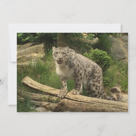 La panthère (正面)