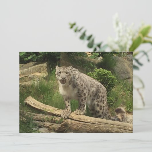 La panthère (スタンド正面)