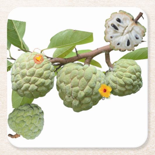 La pomme-cannelle - Verre à shot スクエアペーパーコースター (正面)