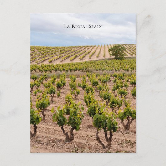 La Rioja, Spain Vineyard Landscape ポストカード (正面)