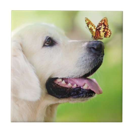 Labrador And Butterfly Throw Pillow タイル (正面)