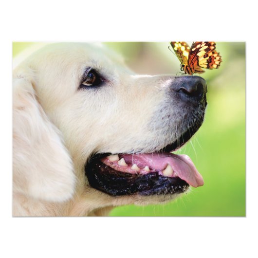Labrador And Butterfly Throw Pillow フォトプリント (正面)