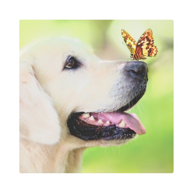 Labrador And Butterfly Throw Pillow メタルプリント (正面)