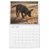 Labrador Love Calendar カレンダー (3月 2027)