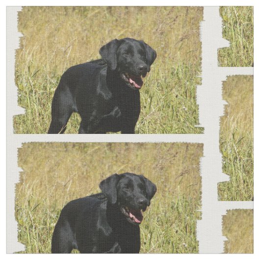 labrador-retriever-25.jpg ファブリック (クローズアップ)