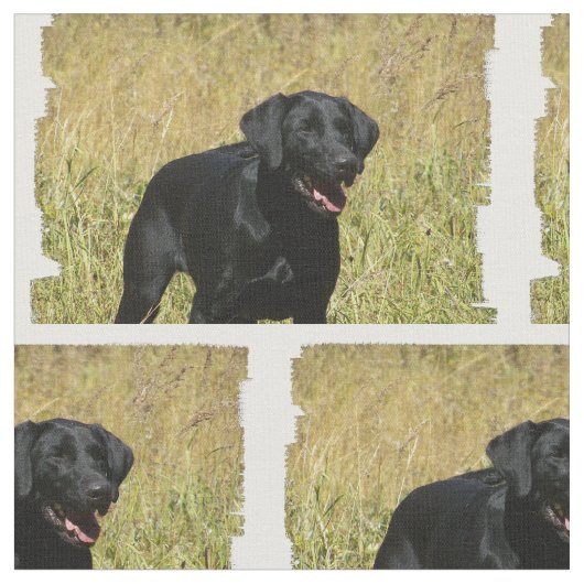 labrador-retriever-25.jpg ファブリック (クローズアップ)