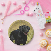 labrador-retriever-25.jpg ペーパープレート (パーティー)