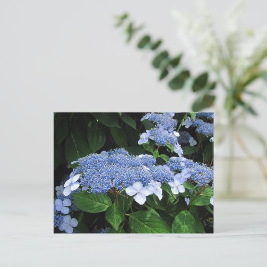 Lacecap Hydrangeaはがき ポストカード (スタンド正面)