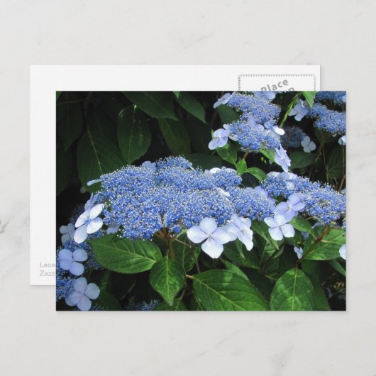 Lacecap Hydrangeaはがき ポストカード (正面/裏面)