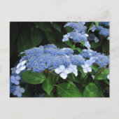 Lacecap Hydrangeaはがき ポストカード (正面)