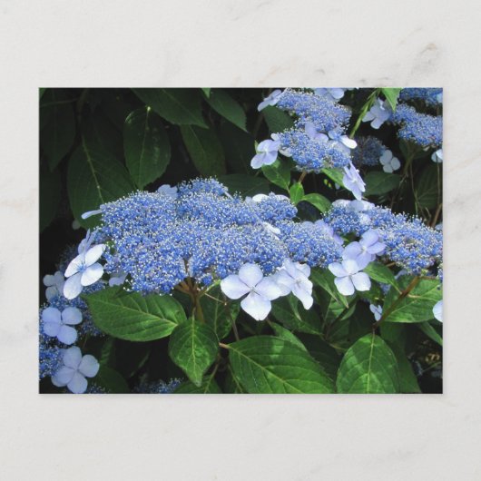 Lacecap Hydrangeaはがき ポストカード (正面)