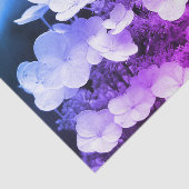 Lacecap Hydrangea白黒ティントデコップページ 薄葉紙 (詳細)