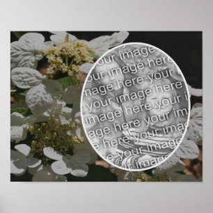 Lacecap Hydrangea Flower Create Your Own Photo ポスター