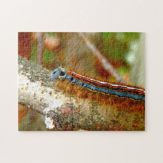 Lackkey Moth Caterpillar写真パズルとギフトボックス ジグソーパズル (横)