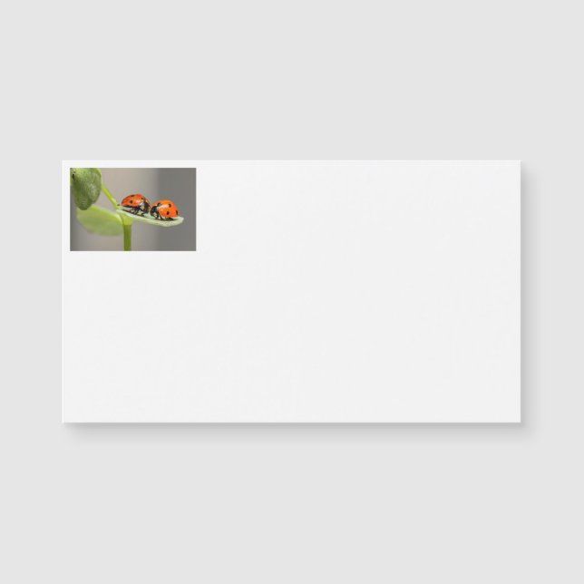 Lady Bugs名刺 (正面)