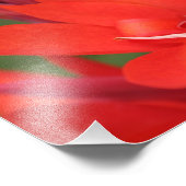 "Lady in Red"赤カンナリリー接写プリント フォトプリント (角)