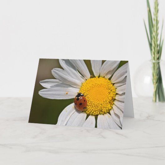 Ladybirdのオックスアイデイジー空白の- Greeting Card カード (正面)