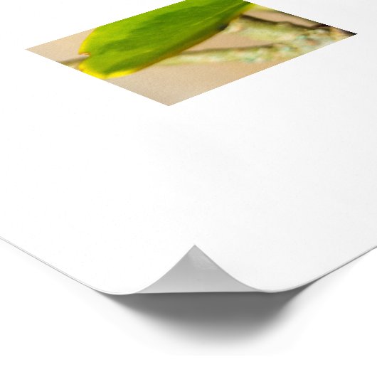 Ladybird  ポスター (角)