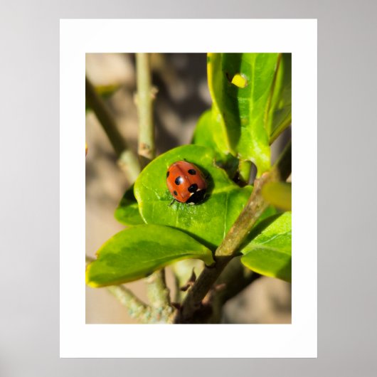 Ladybird ポスター (正面)