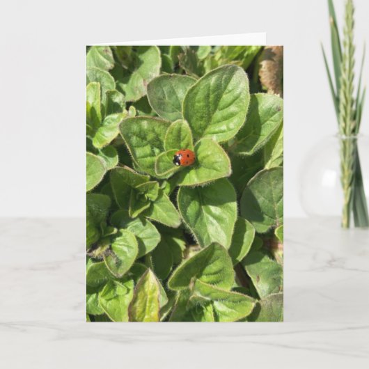 Ladybird in the Park Card カード (正面)