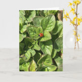 Ladybird in the Park Card カード (黄色い花)