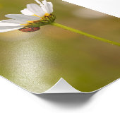 Ladybird on Oxeyeデイジーフォトプリント5 x 7インチ フォトプリント (角)