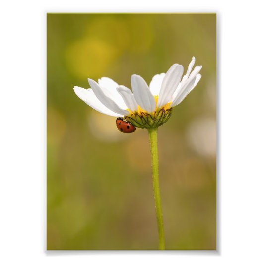 Ladybird on Oxeyeデイジーフォトプリント5 x 7インチ フォトプリント (正面)