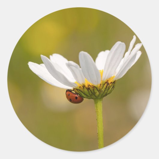 Ladybird on Oxeyeデイジーラウンドステッカー ラウンドシール (正面)