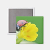 Ladybugの終了 マグネット (正面/裏面)