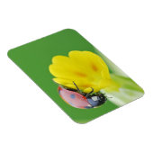 Ladybugの終了 マグネット (右側)